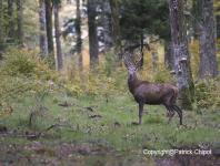 images/CERF-ET-CHEVREUIL/cerf 29 septembre 2017 15 copie.jpg